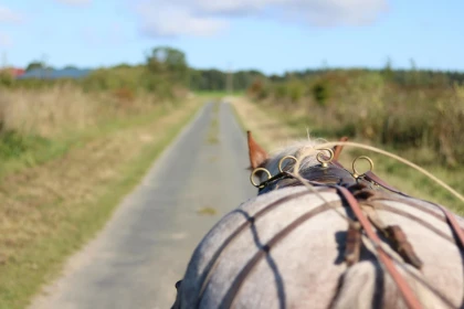 Balade en calèche en duo à Labosse - app.name