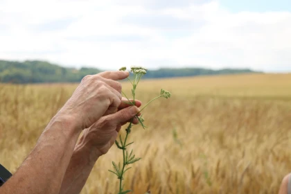 Balade gourmande à Ons-en-Bray - app.name