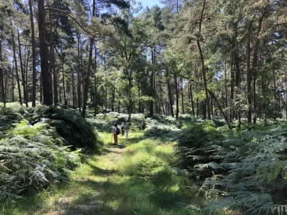 Balade immersive en forêt – Tous vos sens en éveil  - app.name