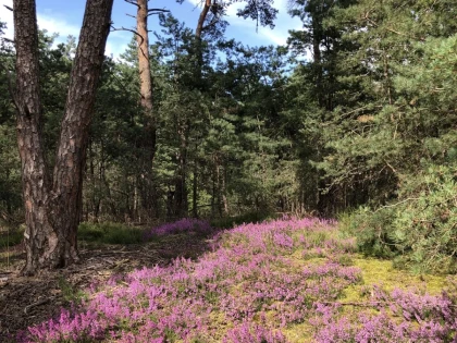 Balade immersive en forêt – Tous vos sens en éveil  - app.name