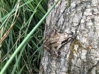 Micro-aventure, journée de découverte de la forêt - app.name