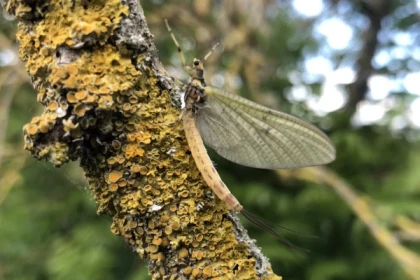 Pêche à la mouche de mai - app.name